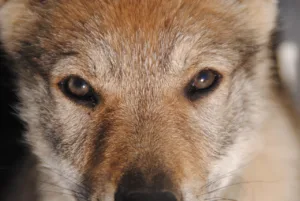 loup tchécoslovaque Czechoslovakian Wolfdog: Training, Health & Complete Breed Guide