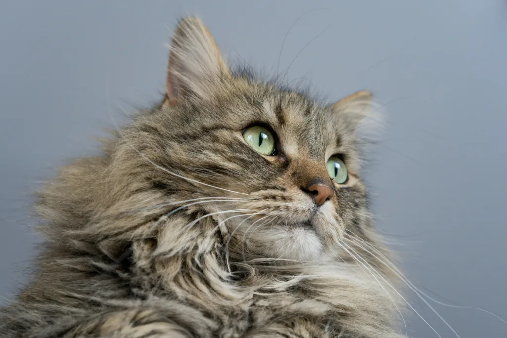 Top 5 Signes qu’un Chat Maine Coon a Froid (et Comment le Réchauffer)