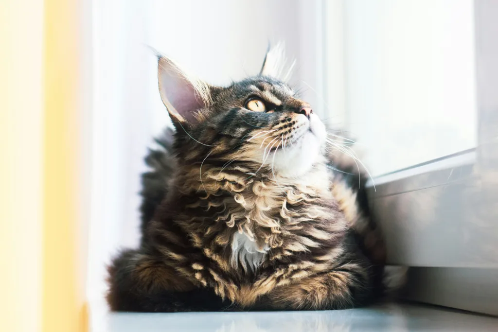 photo : Is the maine coon right for me? FAQ