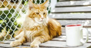 An elegant Maine Coon cat lounges outdoors with a white mug on a wooden deck.