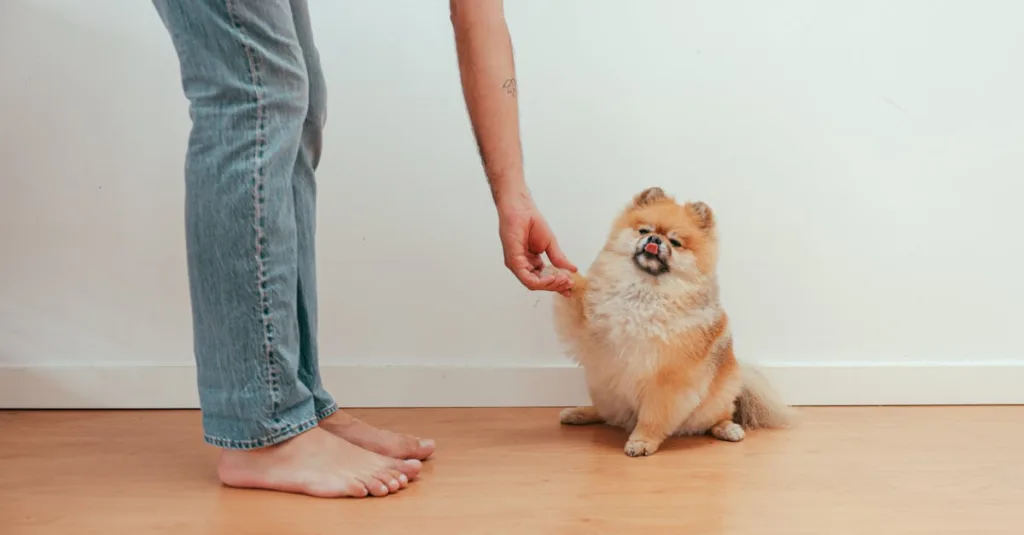 Cute Pomeranian dog giving paw to owner indoors on a wooden floor, showing a charming pet interaction.