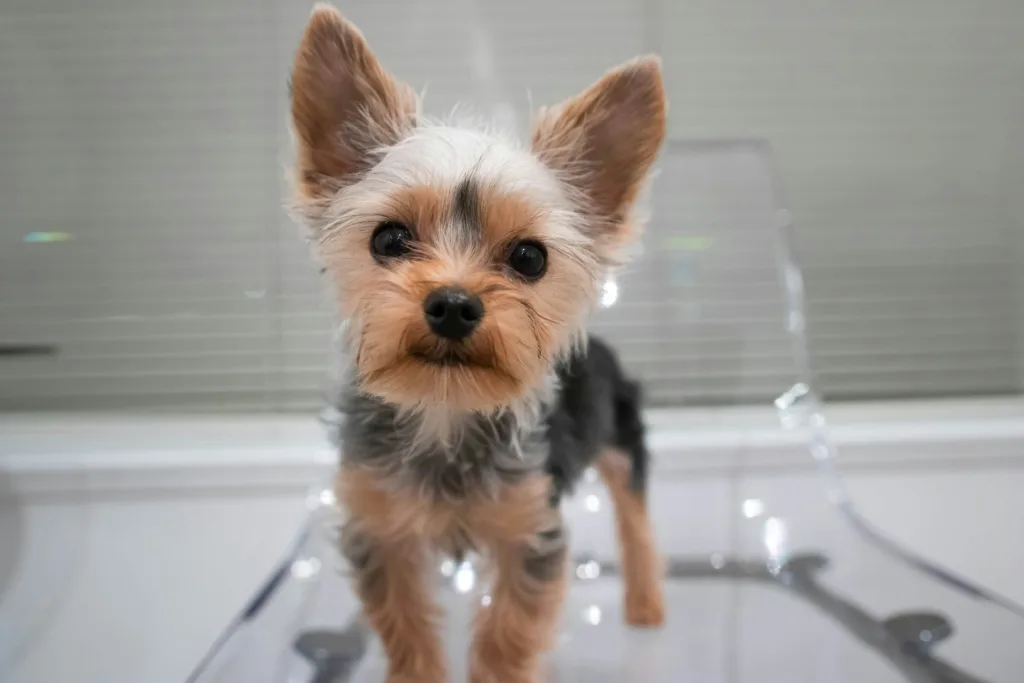photo : Is the yorkshire terrier right for me? FAQ