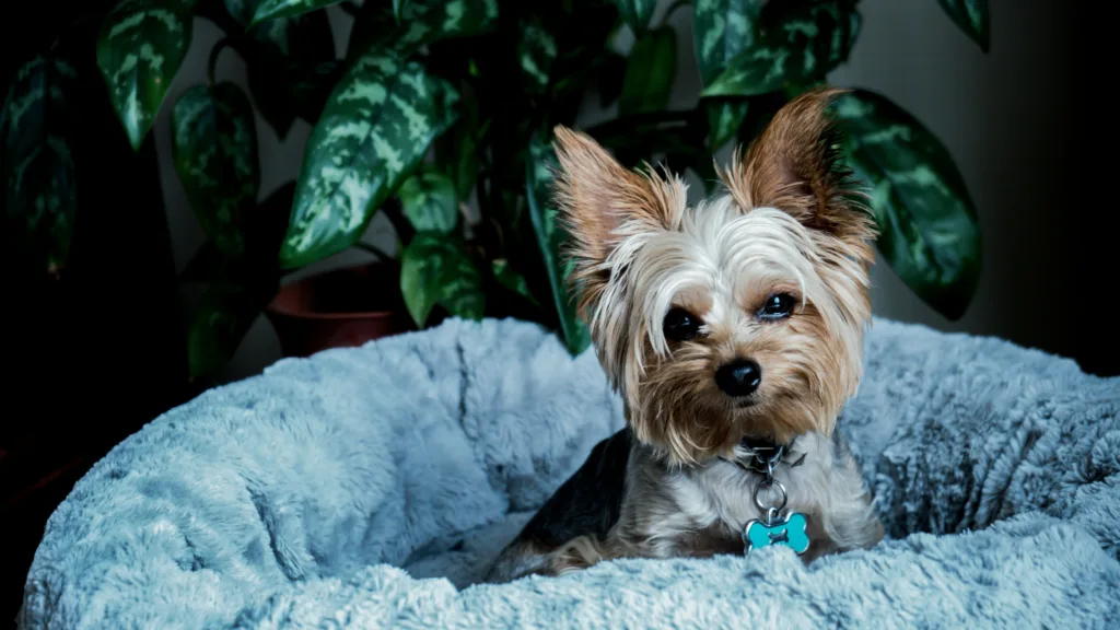 photo : Is the yorkshire terrier right for me? Checklist