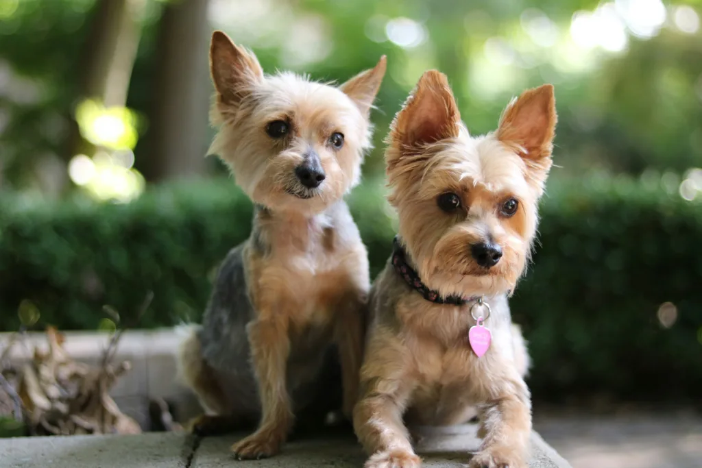 photo : Is the yorkshire terrier right for me?