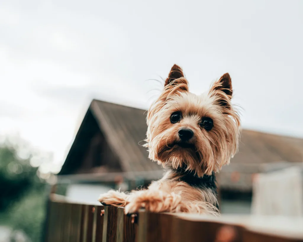 photo : Le yorkshire terrier est-il fait pour moi ?