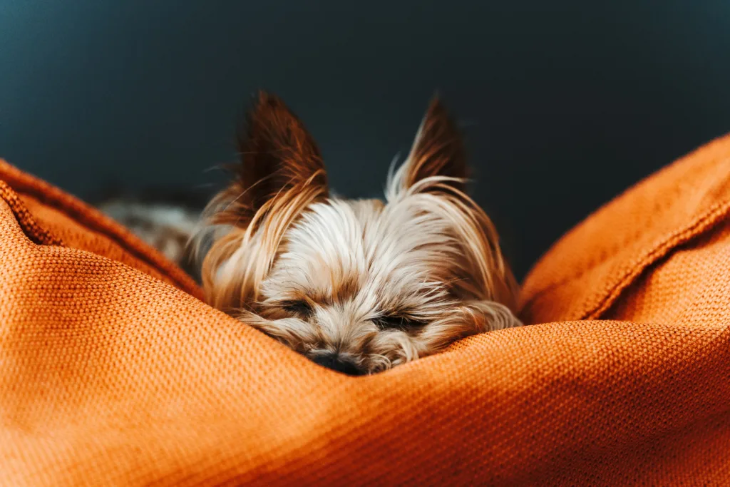 Photo chie Yorkshire terrier sur un lit