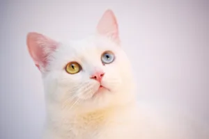 Turkish Angora – Care, Grooming & Behavior