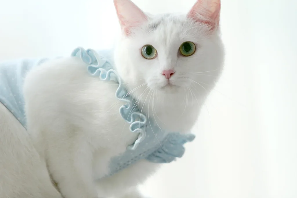 photo : Is the turkish angora right for me? FAQ