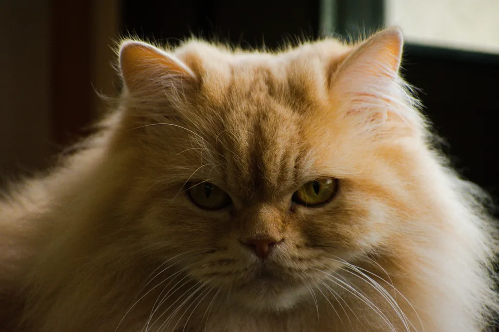photo : Is the turkish angora right for me? Checklist
