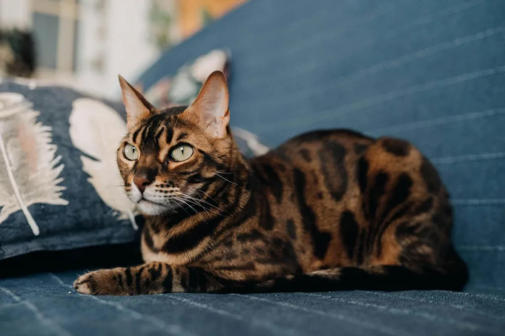 The Quick Guide to Your Bengal's Winter Joint Care