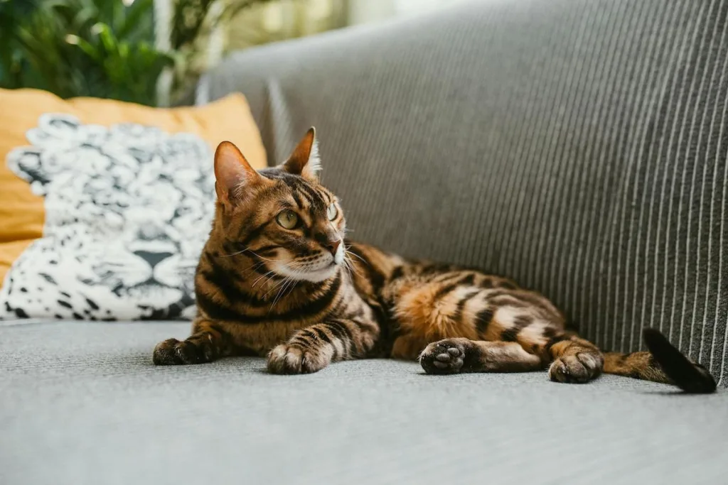 Bengal Cat Winter Care: A Summary of Best Practices for the Cold