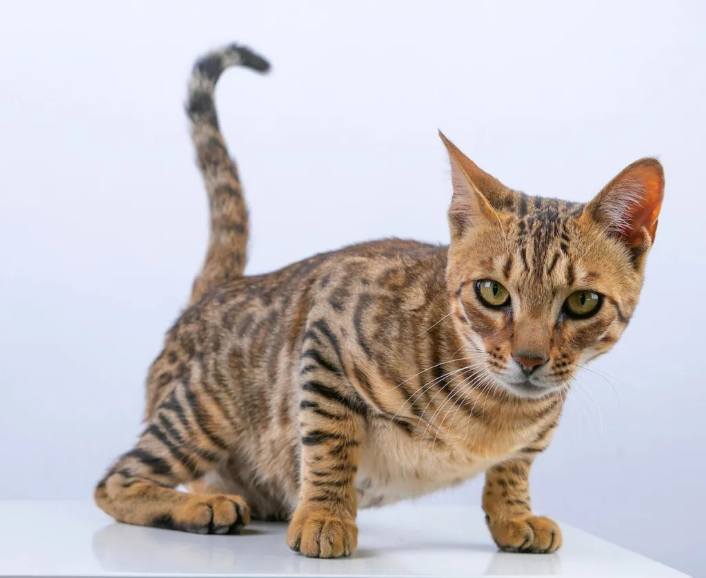 Immediate Care for Your Bengal’s Stiff Joints: Winter Relief Solutions