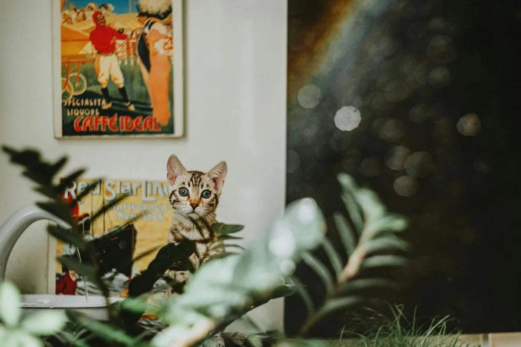 photo : Is the bengal right for me?