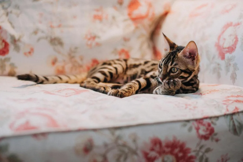 Why Is My Bengal Cat So Cold? Winter Solutions for a Cozy Kitty