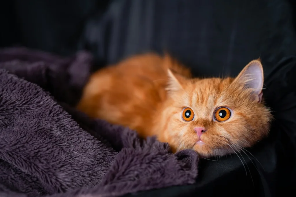 Persan et froid : Soins immédiats et solutions pour l'hiver