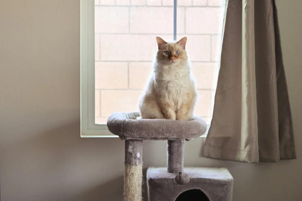 photo : Is the ragdoll right for me? FAQ