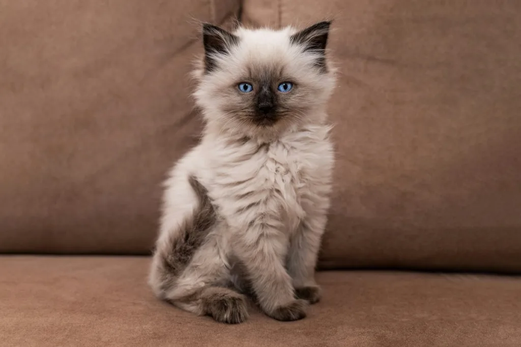 photo : Le ragdoll est-il fait pour moi ? Checklist