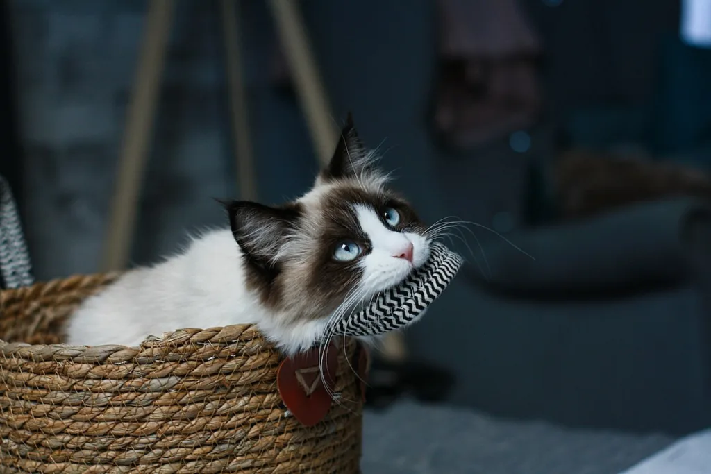 photo : Is the ragdoll right for me?