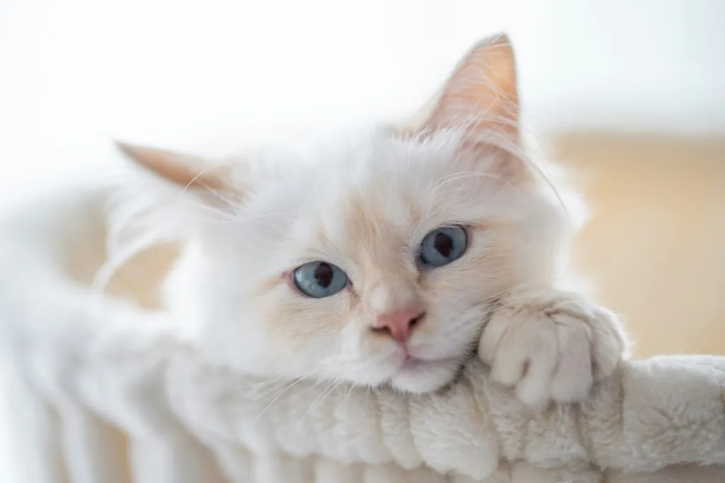 photo : Is the birman right for me? FAQ