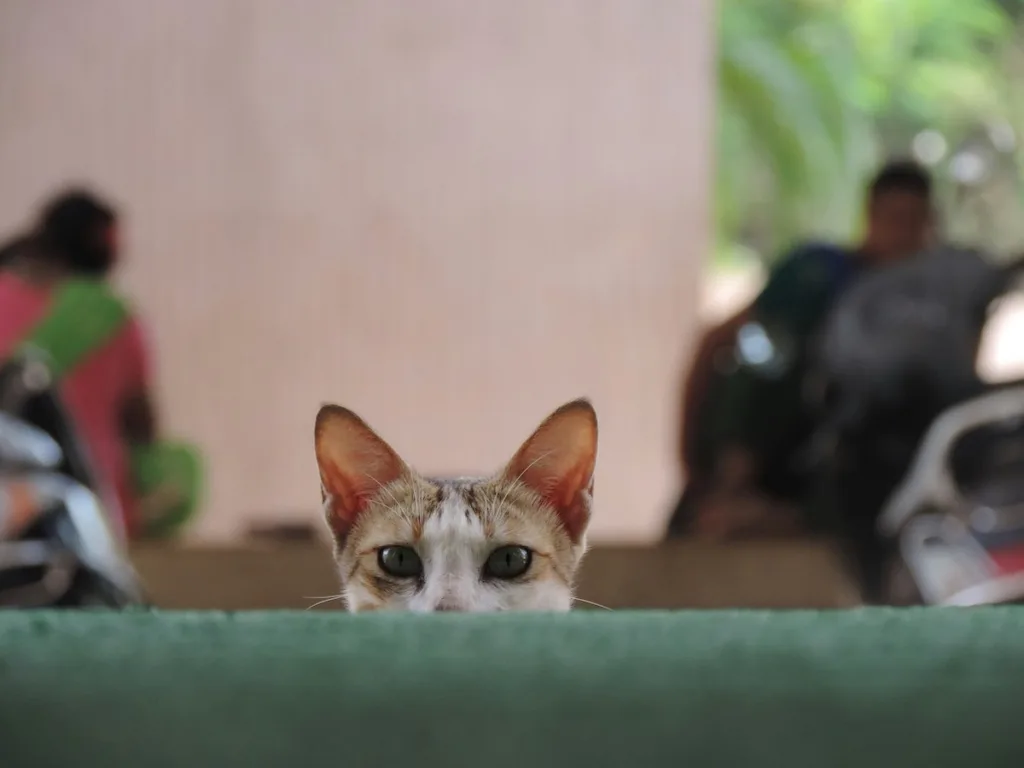 photo : Le sacré de birmanie est-il fait pour moi ?