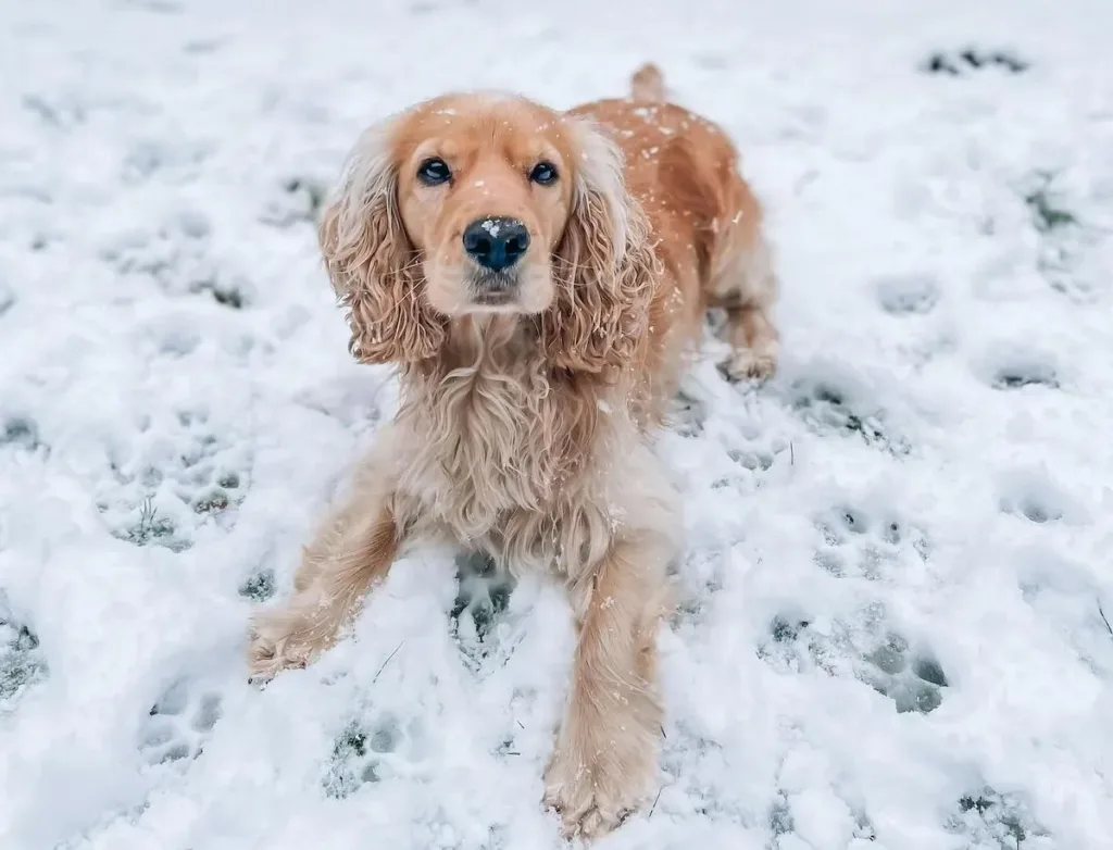 Your Quick Guide to Cold Weather Care for Cocker Spaniels