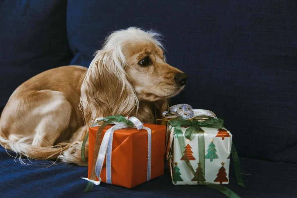 photo : Le cocker spaniel est-il fait pour moi ?