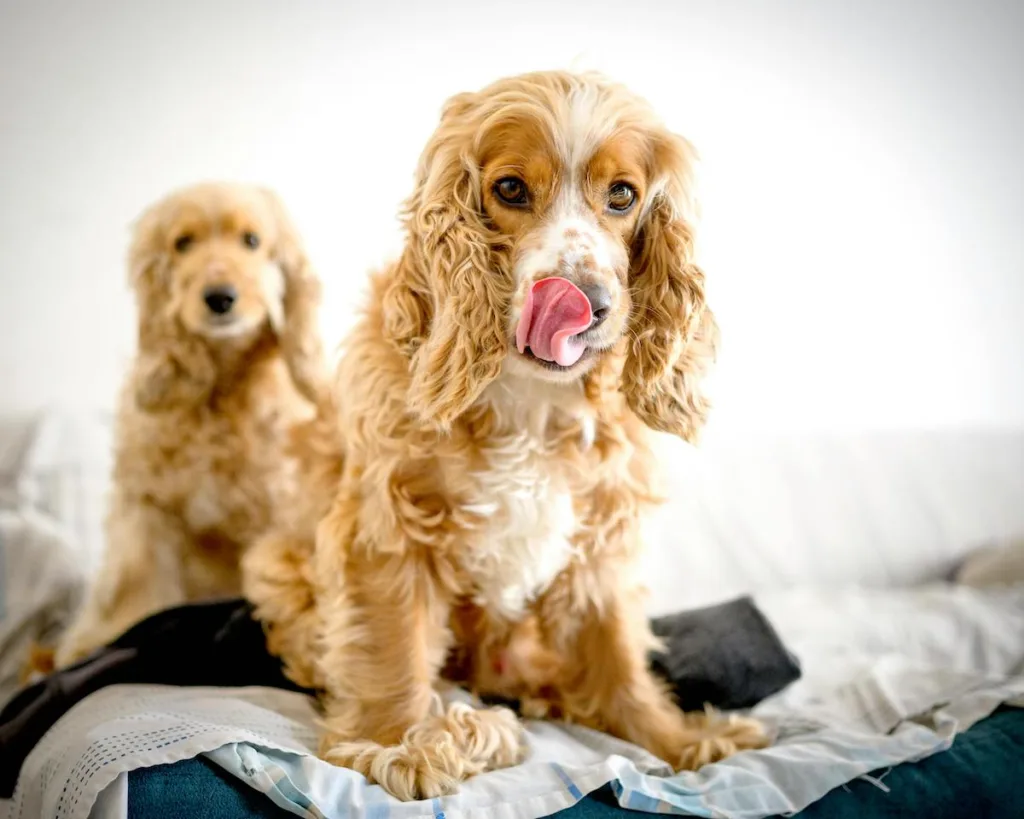 photo : photo : Cold Weather Care for Cocker Spaniels: A Practical Guide to Keeping Them Warm