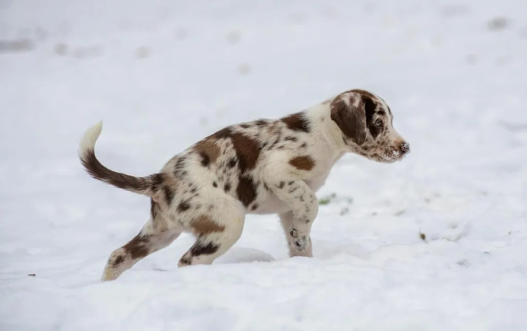 Guide rapide : Protéger son Dalmatien du froid en 6 points clés