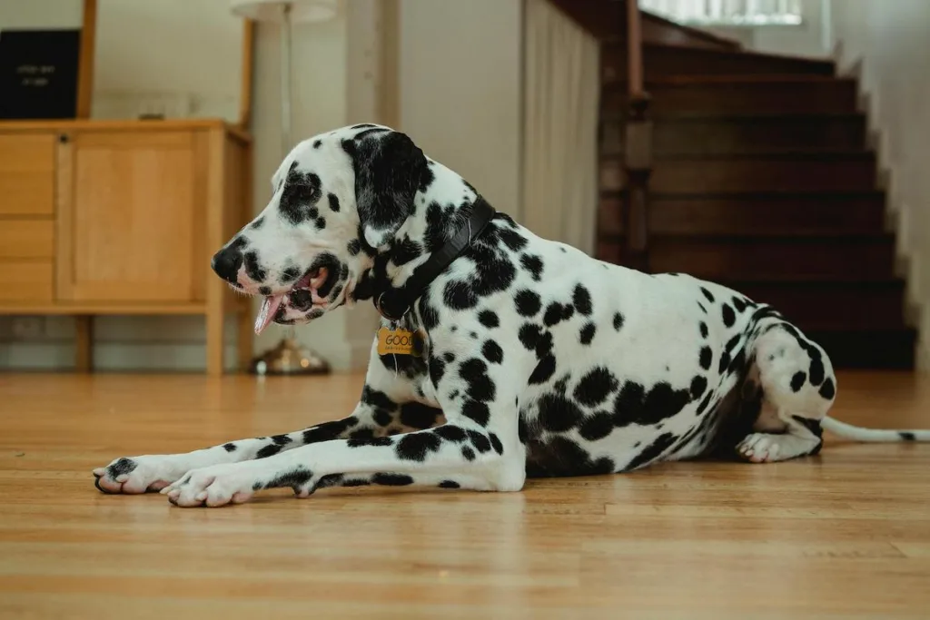 PHOTO : Cold Dalmatian? Quick Help & Warming Solutions for Your Shivering Pup