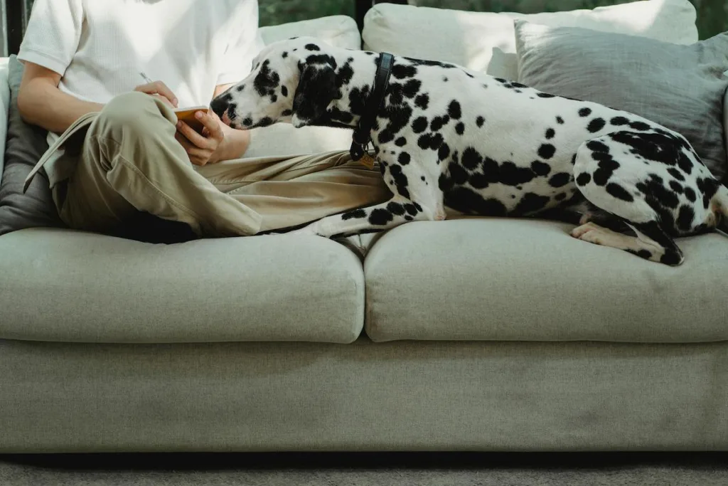 photo : Is the dalmatian right for me? Checklist