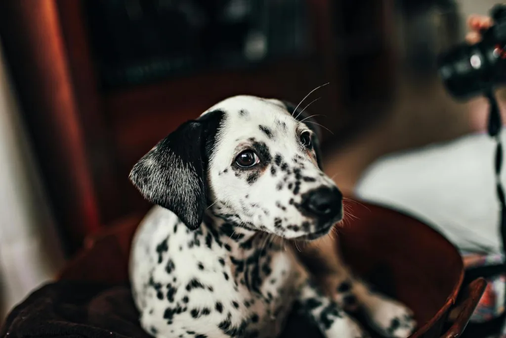 photo : Is the dalmatian right for me?