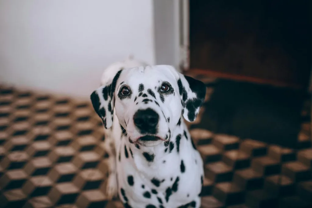 The Complete Guide to Keeping Your Dalmatian Warm and Safe in Cold Weather