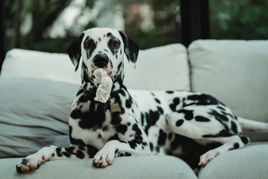 Cold Dalmatian Emergency? Your Quick-Intervention Guide to Warming Them Up