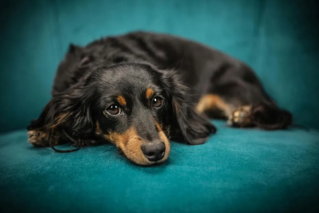 photo : Is the dachshund right for me? FAQ