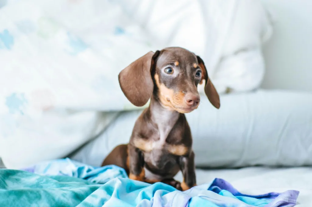 photo : Is the dachshund right for me? checklist