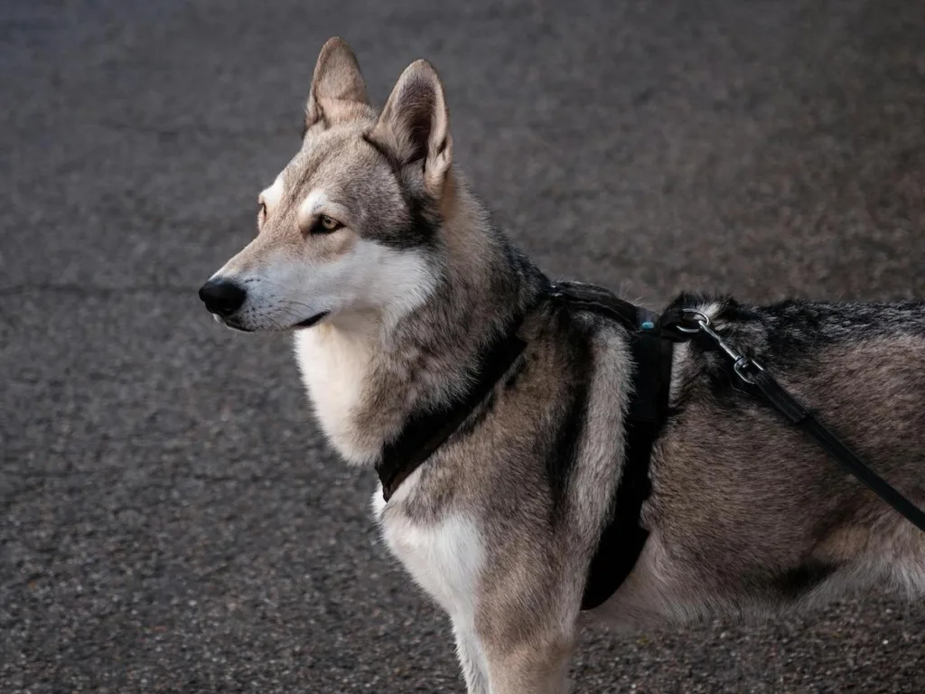 Tout savoir sur la laisse pour votre Loup Tchécoslovaque en automne