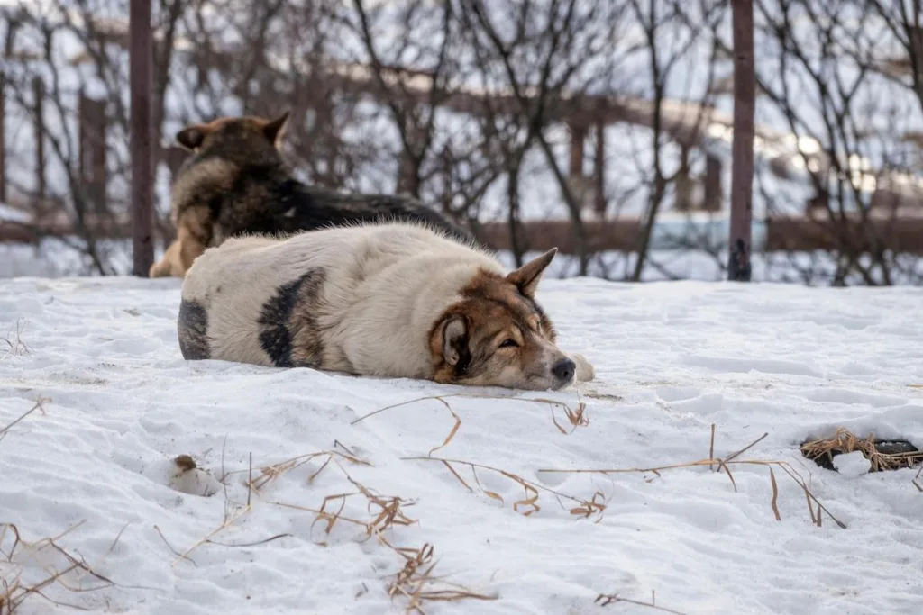 PHOTO : Why Is My Czechoslovakian Wolfdog Cold? Winter Care Solutions