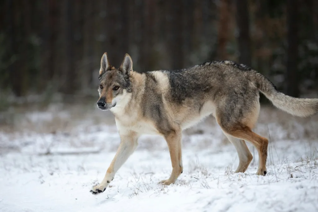 photo : Czechoslovakian Wolfdog Winter Care: Best Practices for Cold Weather