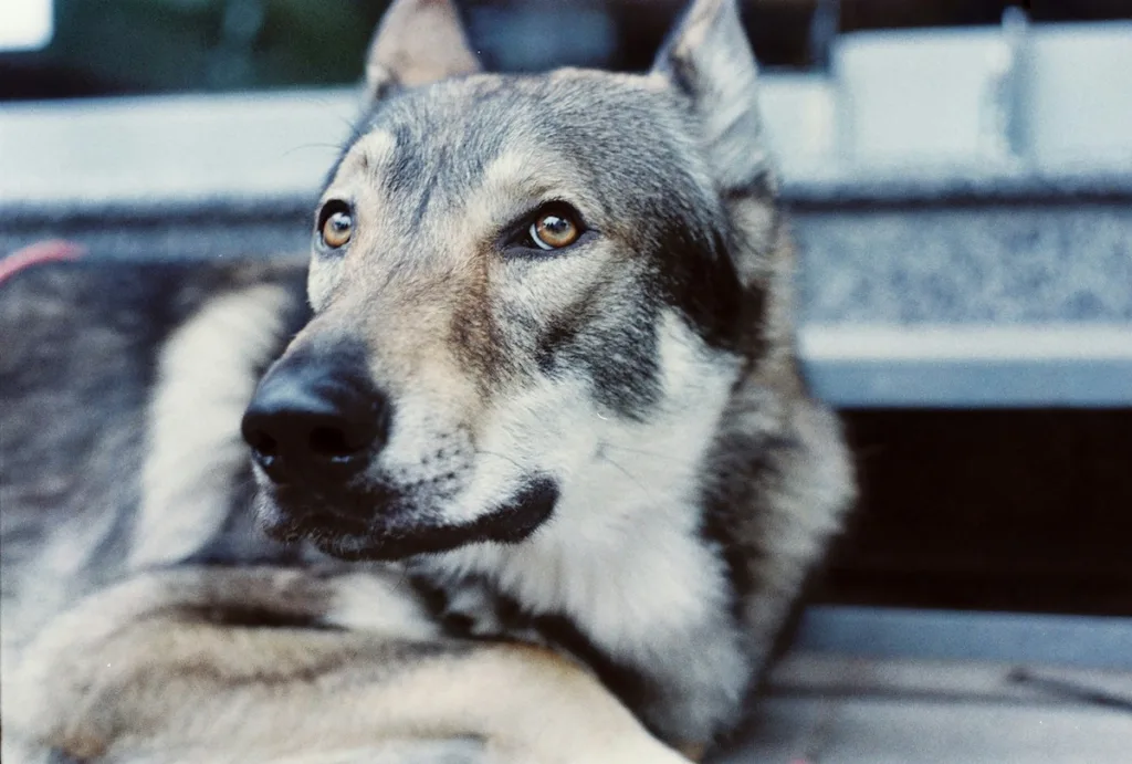 photo : Is the czechoslovakian wolfdog right for me?