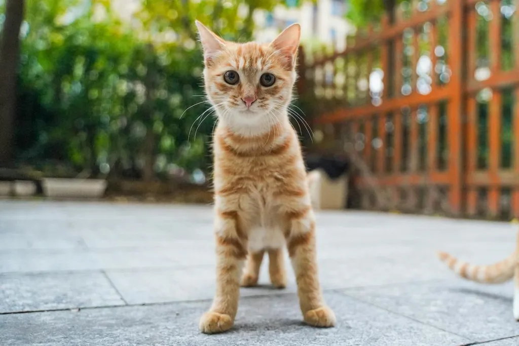 photo : Is the european shorthair right for me? FAQ