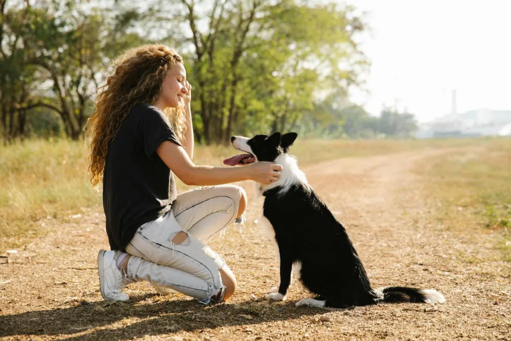 photo : Is the border collie right for me? Checklist