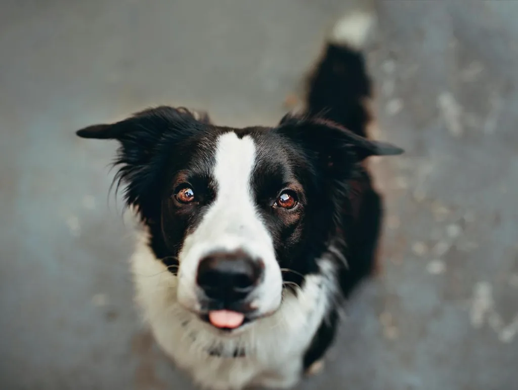 Le border-collie est-il fait pour moi ?
