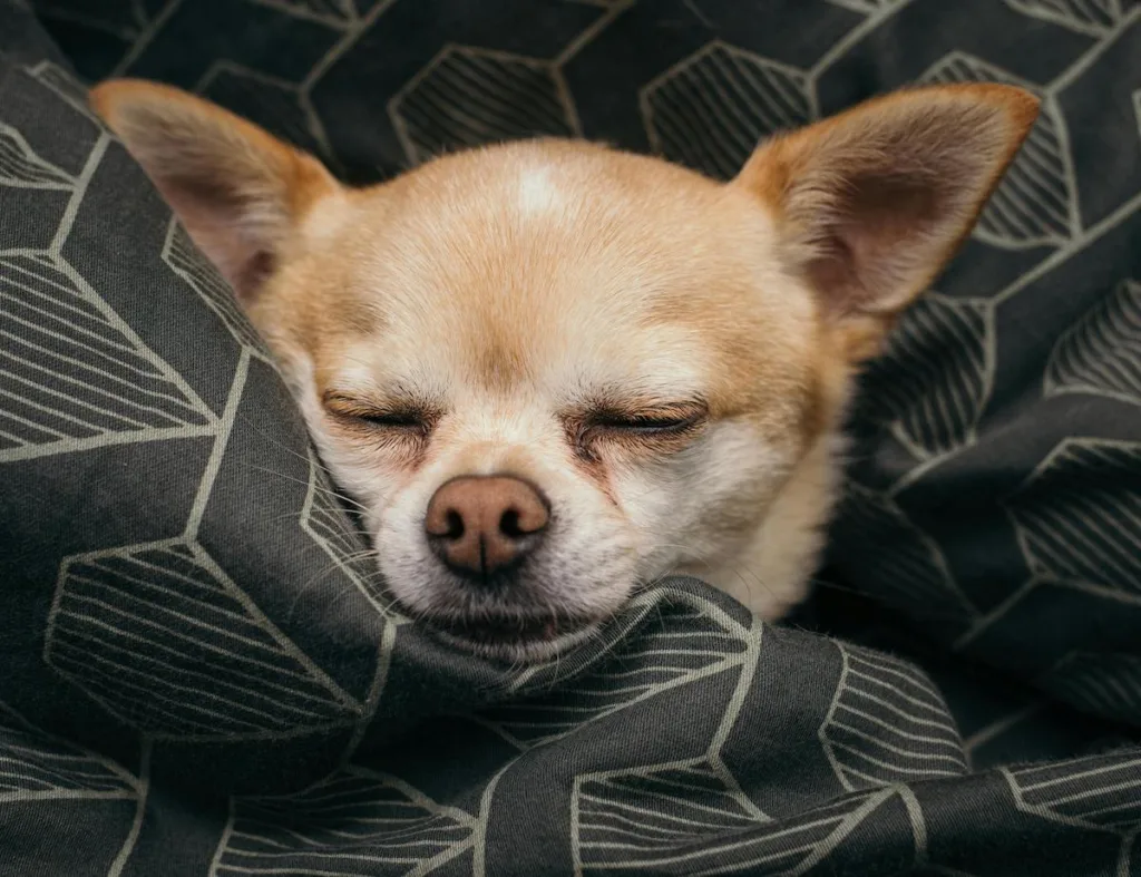 photo : Is the Chihuahua Right for Me? Your Honest FAQ Guide