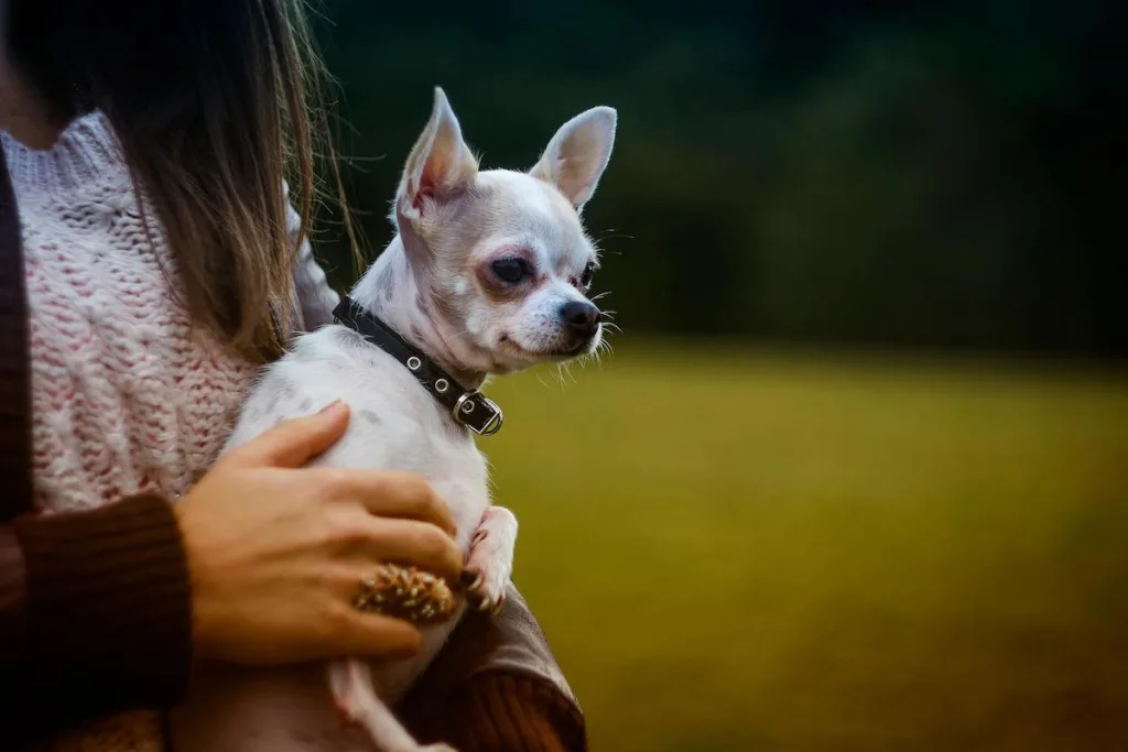 photo : Is the Chihuahua Right for Me? The Honest, Heartfelt Guide