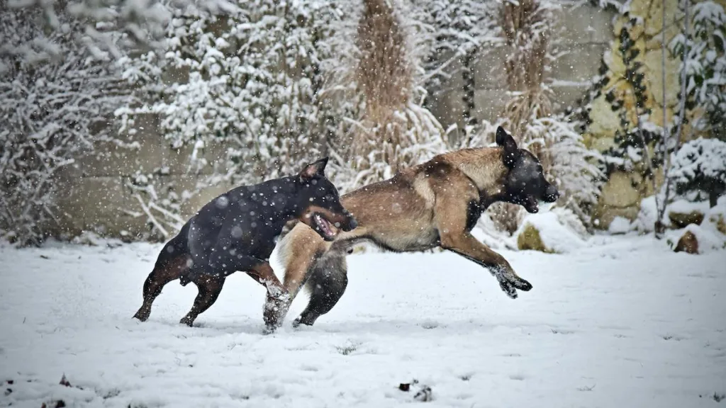 PHOTO : The Quick-Start Guide to Cold Weather Care for Your Malinois
