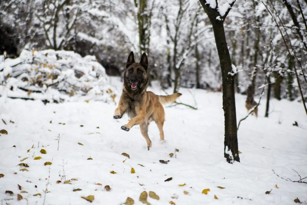 PHOTO : Cold Malinois Puppy? Your Winter Questions Answered with Proven Solutions
