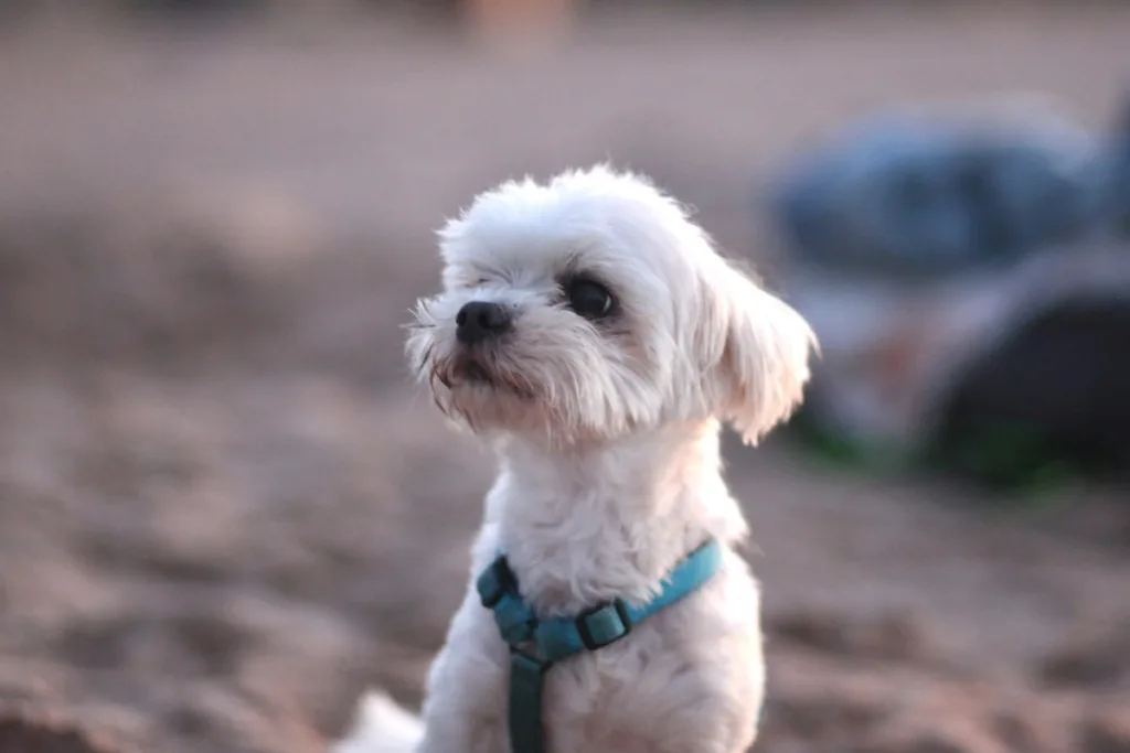 photo : Is the maltese bichon right for me?