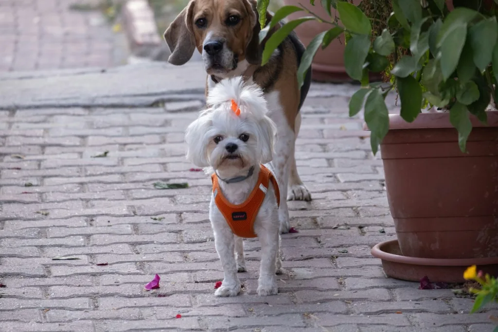 photo : Is the maltese bichon right for me?