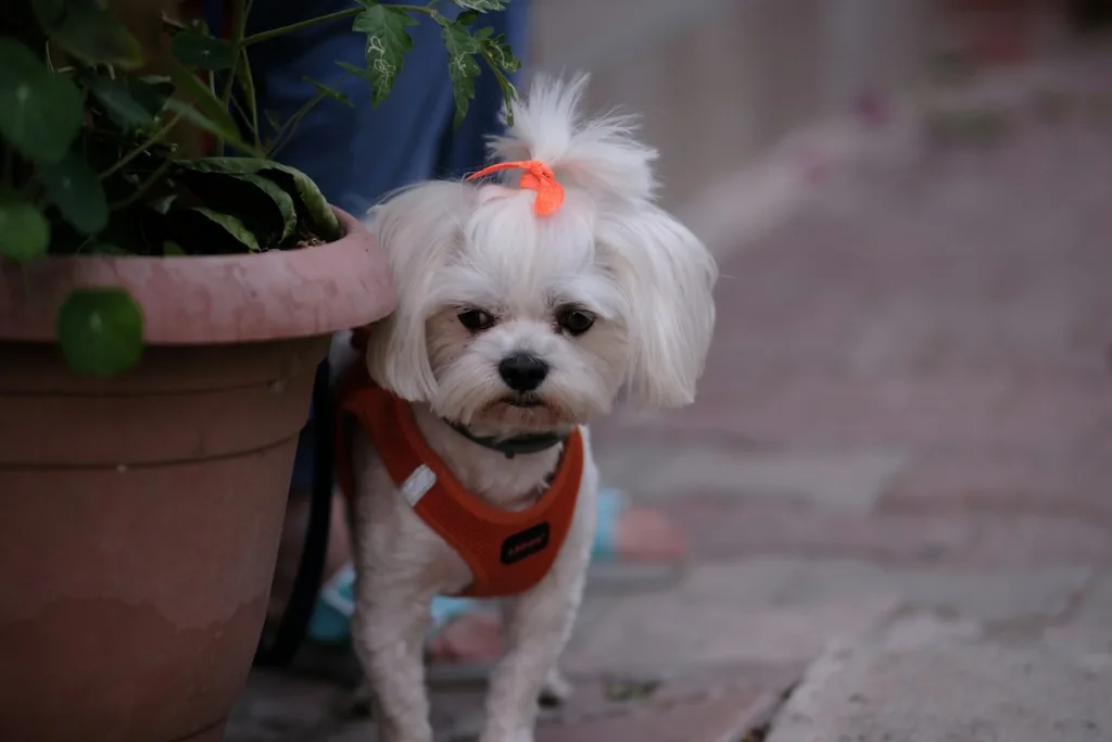 photo : Is the maltese bichon right for me? Checklist