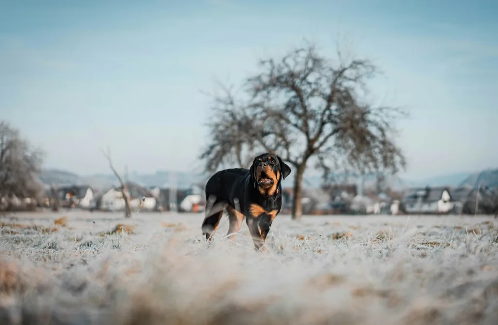 photo : Your Quick Guide to Cold Weather Care for Rottweilers